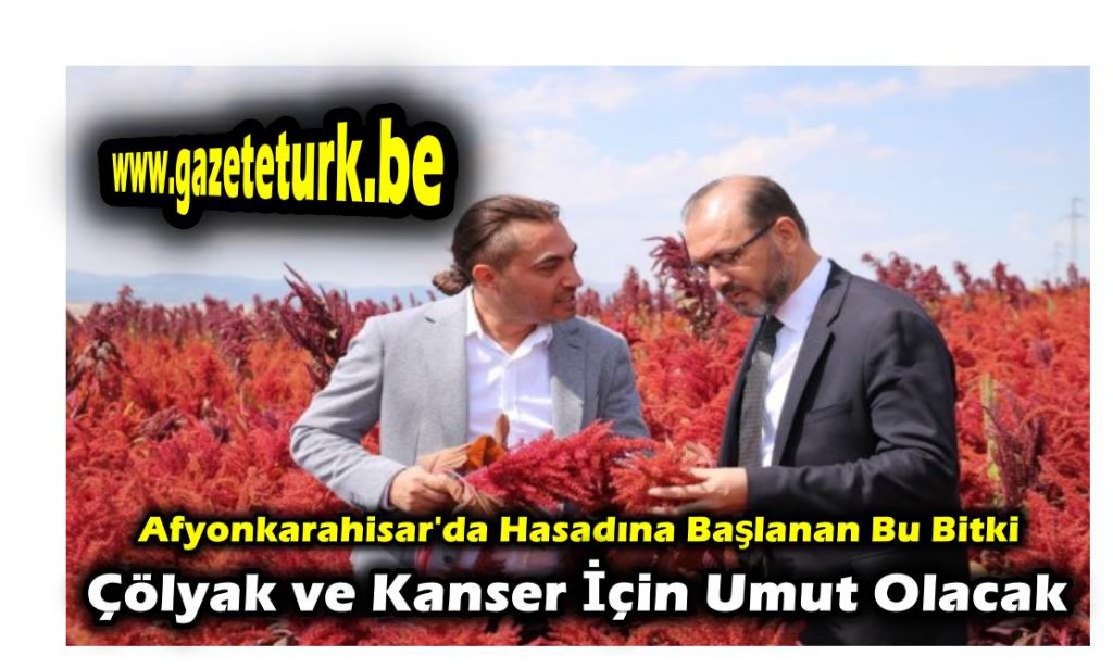 Afyonkarahisar’da Hasadına Başlanan Bu Bitki Çölyak ve Kanser Hastaları İçin Adeta Umut Niteliğinde…